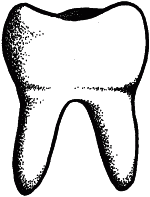 Clipart molar