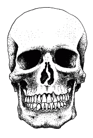 Clipart skull